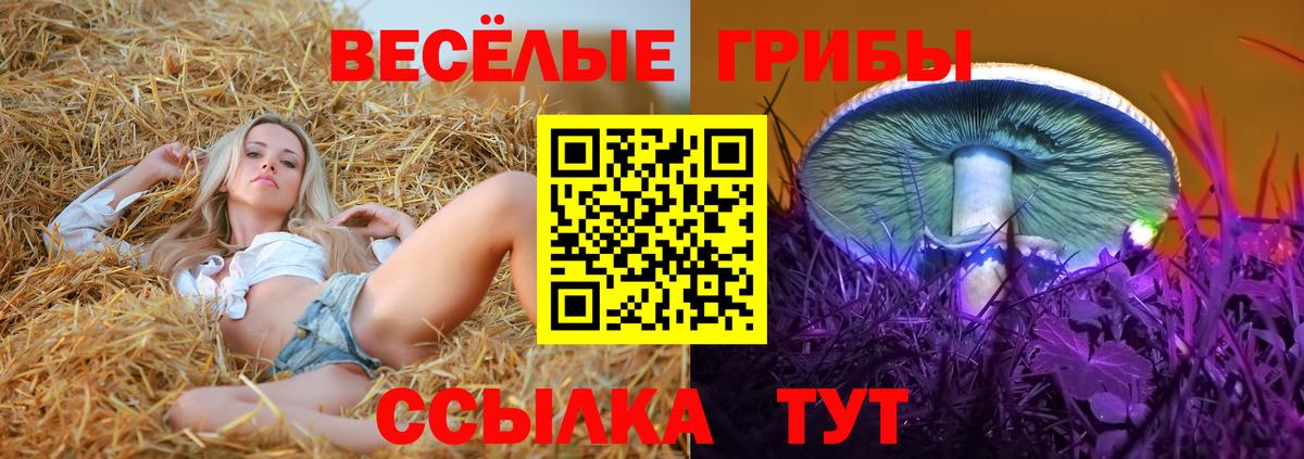 Галлюциногенные грибы Psilocybe Рубцовск